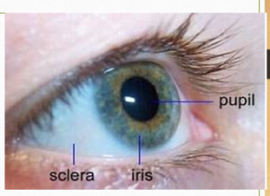 Gambar Detail Iris & Pupil Pada Mata