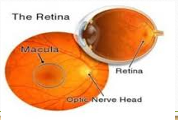 Gambar Detail Struktur Retina & Saraf Optik - penyakit pada bilik mata depan
