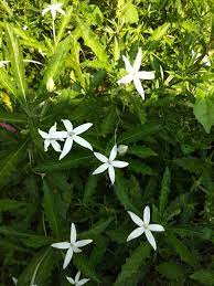 bunga katarak kitoloid flower of cataract mitos atau fakta