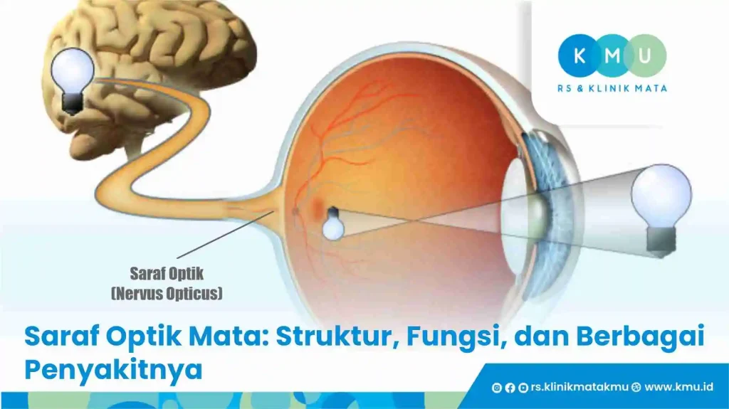 Saraf Optik mata: struktur, fungsi, dan berbagai penyakitnya