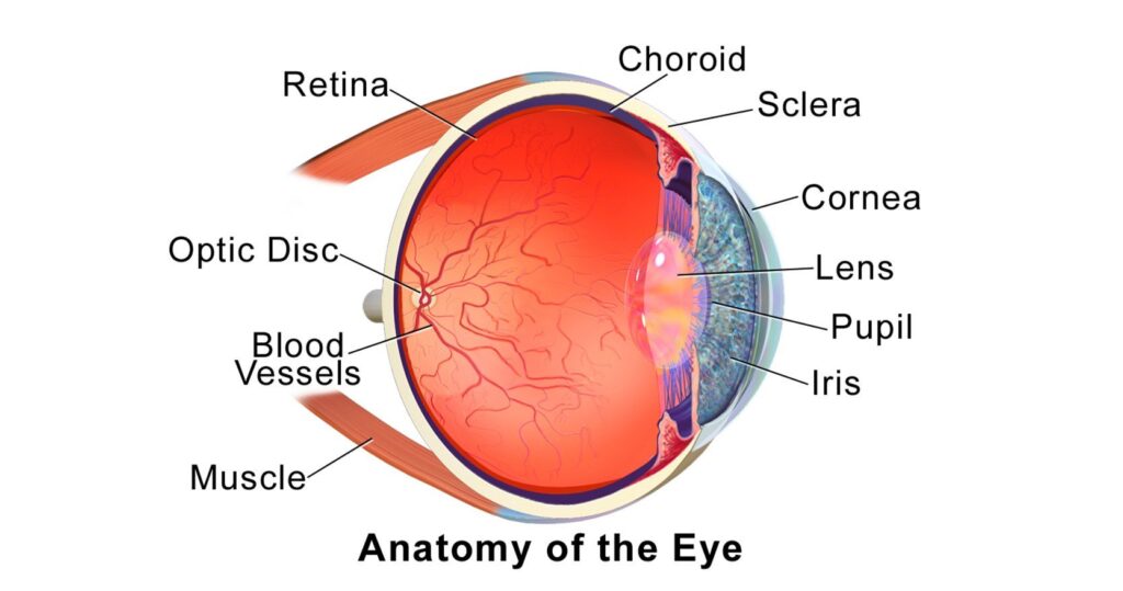 penyakit pada pupil mata