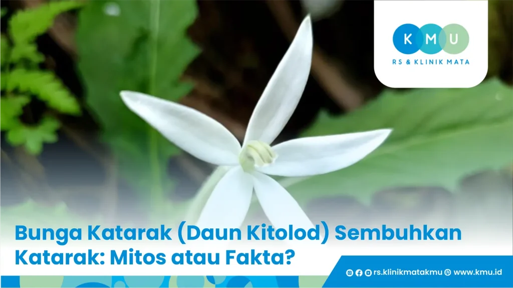 Apakah Bunga Katarak (Kitolod) Efektif Mengobati Katarak?