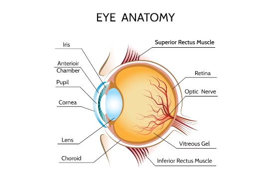 Anatomi lensa mata