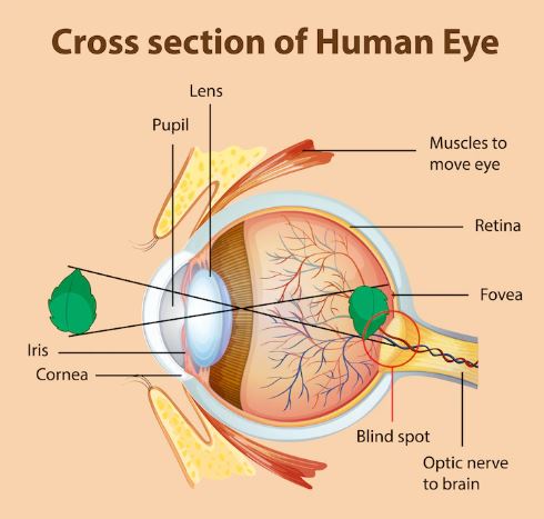 Lensa mata dan retina mata
