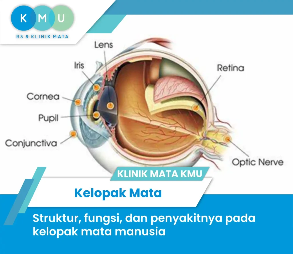 Kelopak Mata : Struktur, Fungsi, dan Penyakitnya