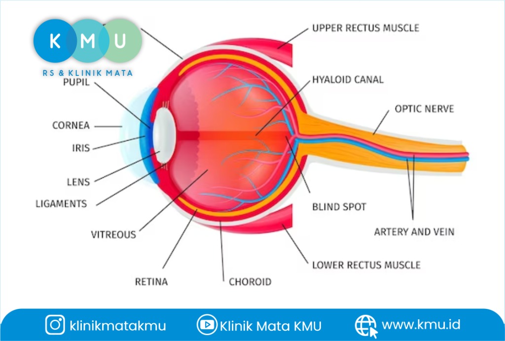 struktur kelopak mata
