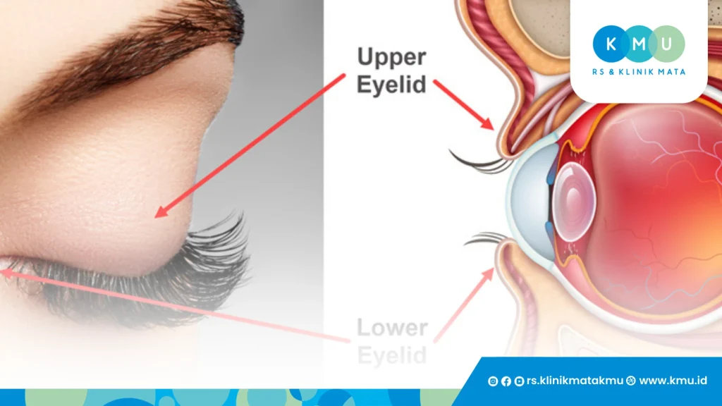 Jenis Kelopak Mata_ Bedanya ‘Monolid’ dan ‘Double Eyelid’