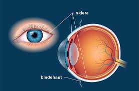 Sklera, adalah bagian mata yang wajib untuk dilindungi
