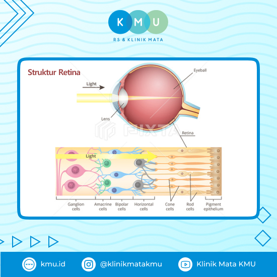 Anatomi Retina Mata - Tipisnya Retina