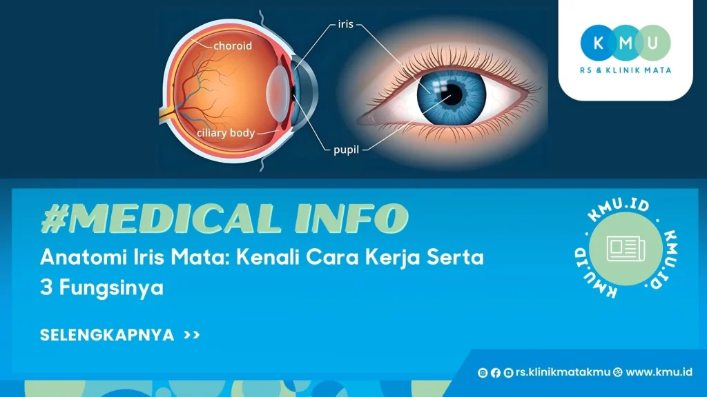 Anatomi Iris Mata