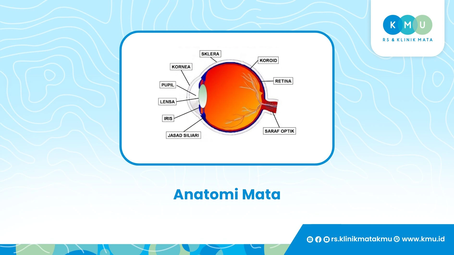 Anatomi Mata