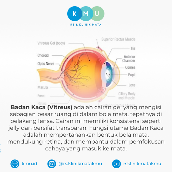 Pengertian Badan Kaca (Vitreus)