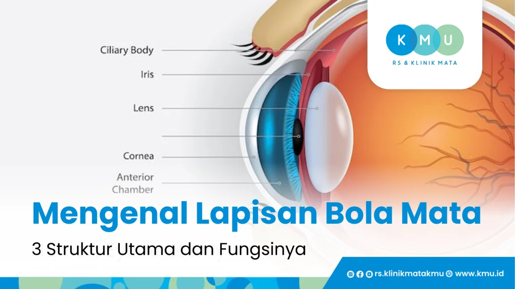 Mengenal Lapisan Bola Mata: 3 Struktur Utama dan Fungsinya
