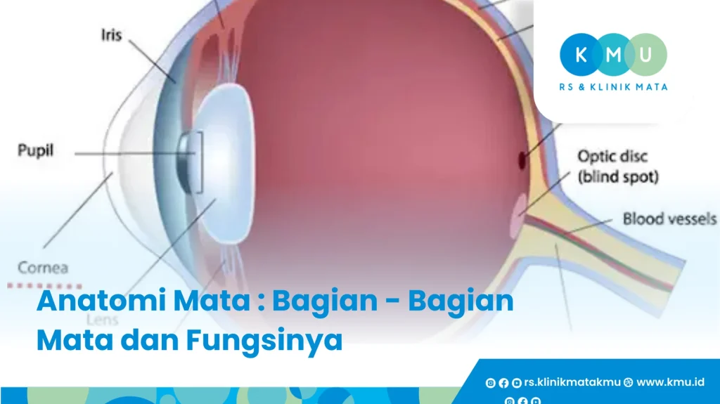 anatomi mata dan bagian bagiannya