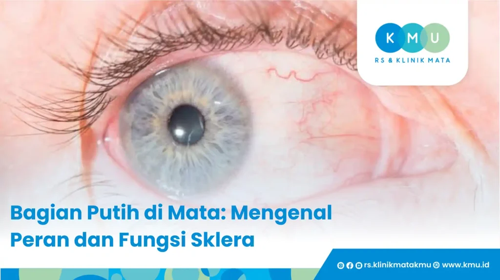 Peran dan Fungsi Sklera