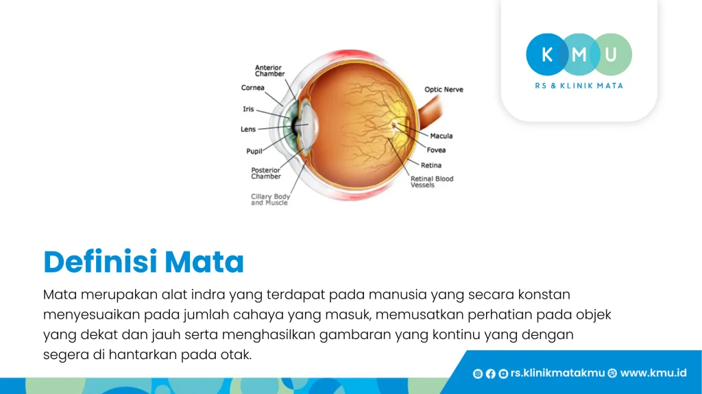 Definisi Mata - Cara Kerja Mata