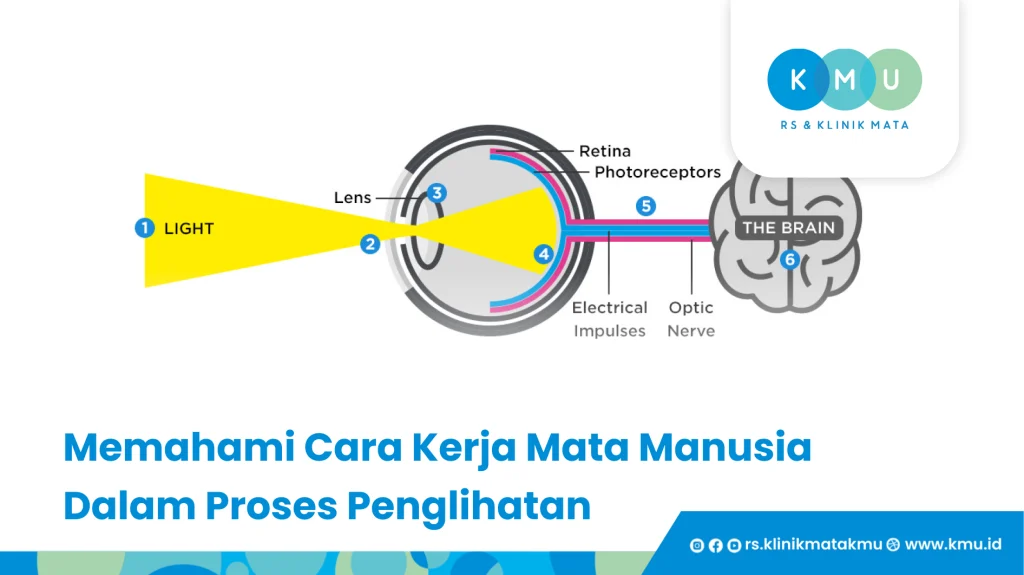 Memahami Cara Kerja Mata Manusia Dalam Proses Penglihatan
