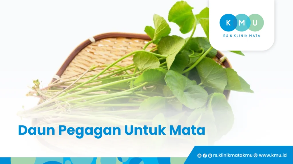 Daun Pegagan - Tanaman Herbal