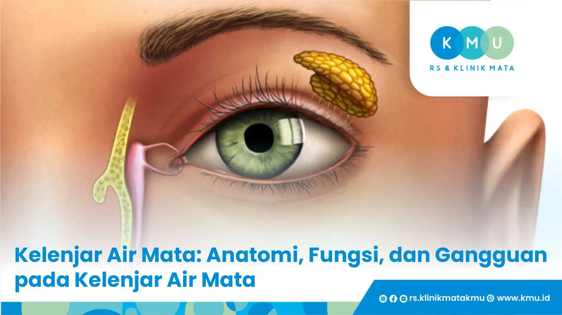 Kelenjar Air Mata: Anatomi, Fungsi, dan Gangguan pada Kelenjar Air Mata